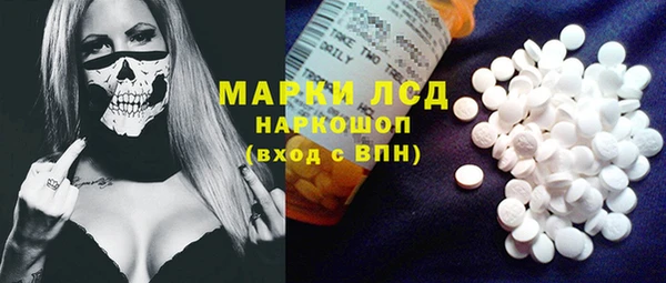 сатива Новозыбков